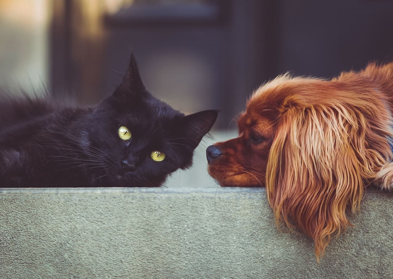 Happy dog and cat